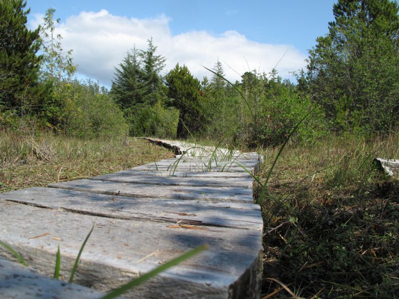 Der Ahousaht Wild Side Heritage Trail wird seit 2008 für Besucher restauriert und renaturalisiert.